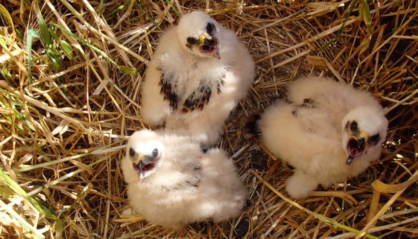 L&rsquo;agriculture biologique réduit le nombre de pesticides dans le sang