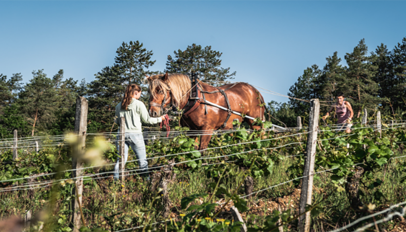 DOMAINE CÉLINE CÔTÉ