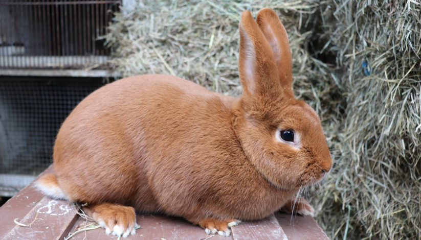 Salon International de l&rsquo;Agriculture