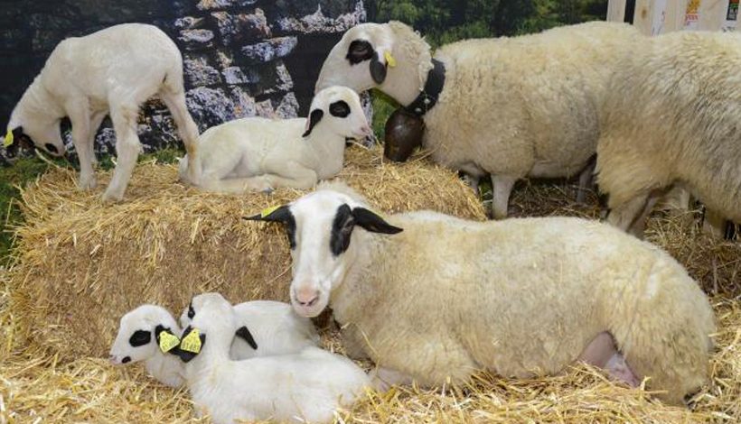 Salon International de l’Agriculture