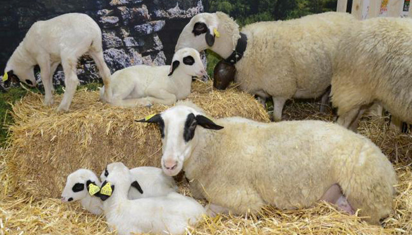 Salon International de l&rsquo;Agriculture