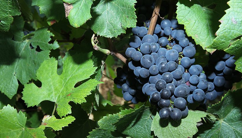 Champagne L&S Cheurlin