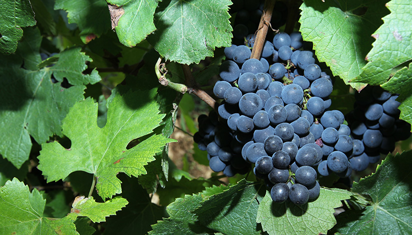 Champagne L&S Cheurlin